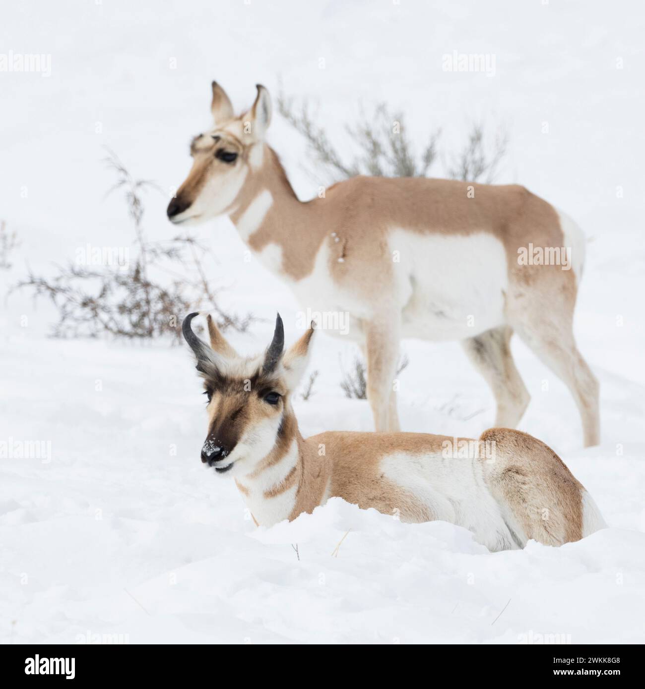 Pronghorn ( Antilocapra americana ), zwei Pronghorne, Paar, männlich und weiblich im Winter, liegend, ruhend, nebeneinander im Schnee stehend, wild, Y Stockfoto