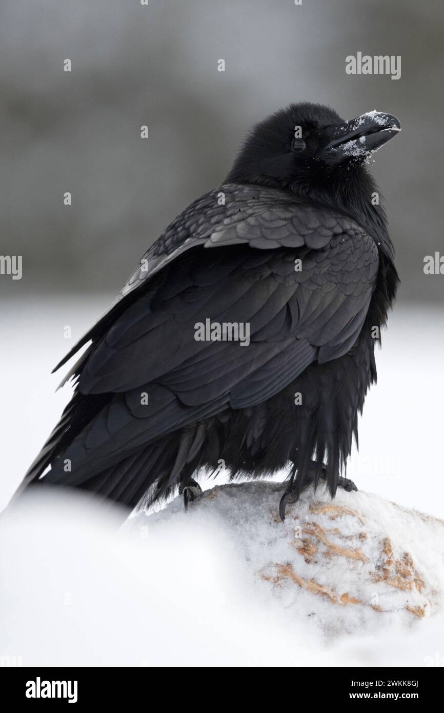 Gemeiner Rabe ( Corvus corax ) im Winter, sitzt auf schneebedecktem Boden, sieht lustig aus mit Schnee auf seinem Schnabel, Tierwelt, Europa. Stockfoto