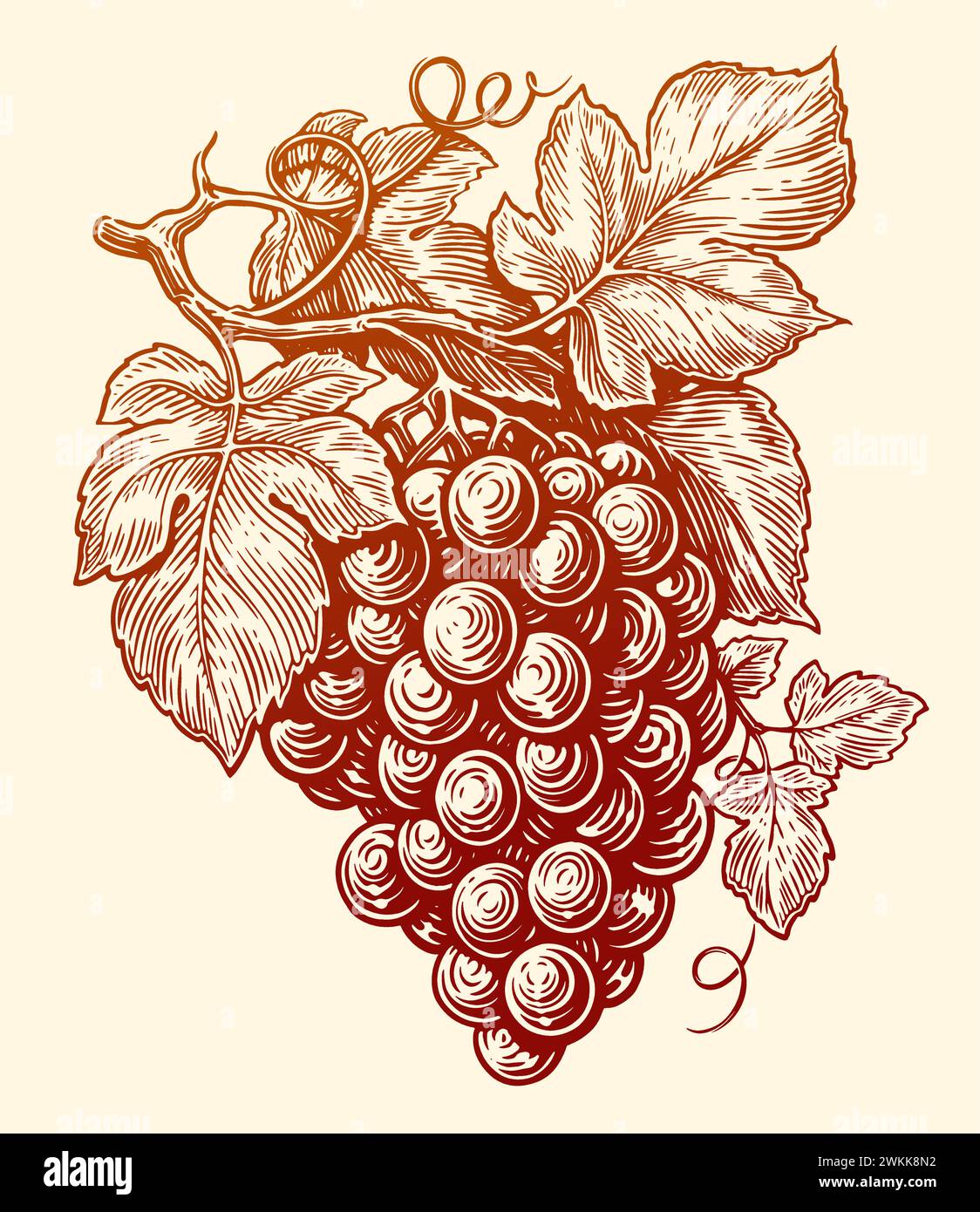 Handgezogener Zweig der Weinrebe mit Blättern. Weinpflanze, Gravur Vektor Illustration Stock Vektor