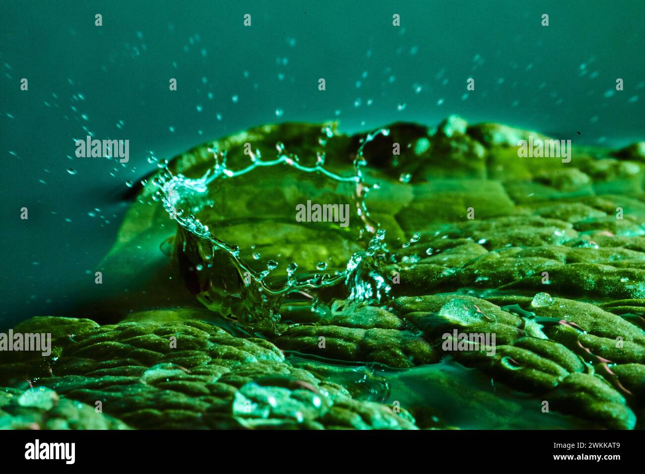 Kronenähnliches Wasserspritzen auf Mint Leaf Macro mit Welligkeit Hintergrund Stockfoto