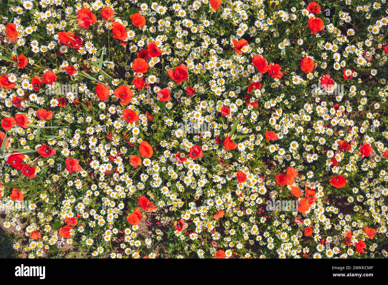 Dicht angeordnete weiß-gelbe Blüten von geruchloser Kamille und rotem Mohn, sehr dekorativ von oben fotografiert. Foto als Wanddekorati geeignet Stockfoto