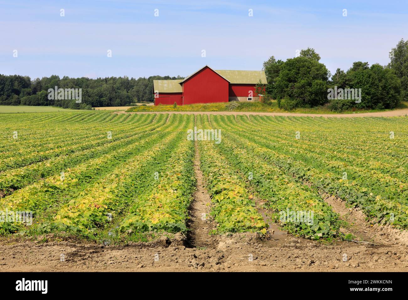 Gurkenfeld an einem sonnigen Julitag in Südfinnland mit rotem Landwirtschaftsgebäude im Hintergrund. Stockfoto