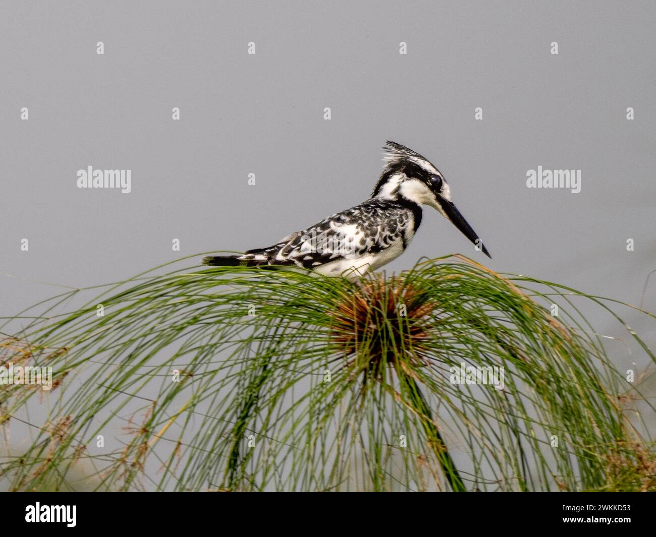 Pied Kingfisher (Ceryle rudis) im Mabamba Swamp Lake Victoria Uganda Stockfoto