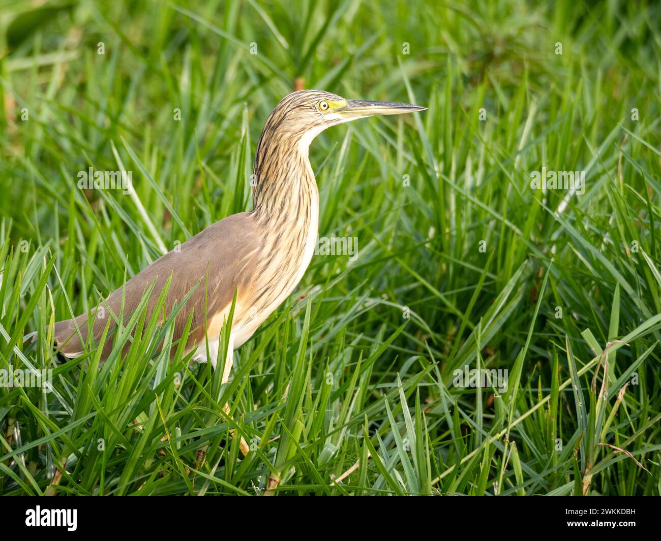 Squacco Reiher (Ardeola ralloides) im Mabamba Sumpf am Viktoriasee in Uganda Stockfoto