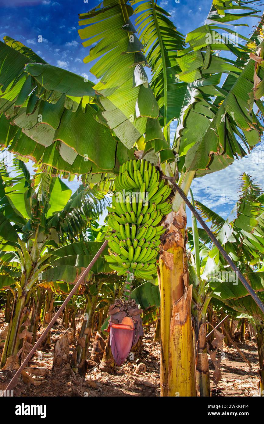 Banane der kanarischen inseln -Fotos und -Bildmaterial in hoher Auflsung   Alamy