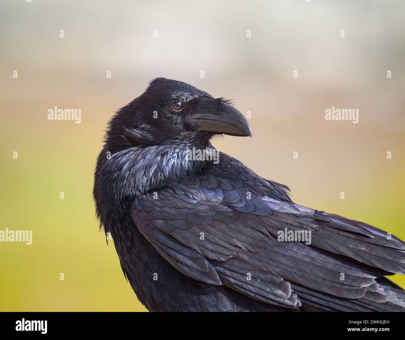 Kanarischer Rabe, Corvus corax canariensis, schwarz mit schillerndem Gefieder, Porträt, eine Unterart und endemisch auf den Kanarischen Inseln, Fuerteventura Stockfoto