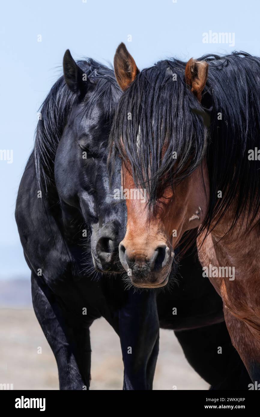 Die Wildpferdeherde des Onaqui Mountain hat eine leichte bis mittelschwere Struktur und ist in Farben wie Sauerampfer, roan, Buchleder, Schwarz, Palomino, und grau. Stockfoto