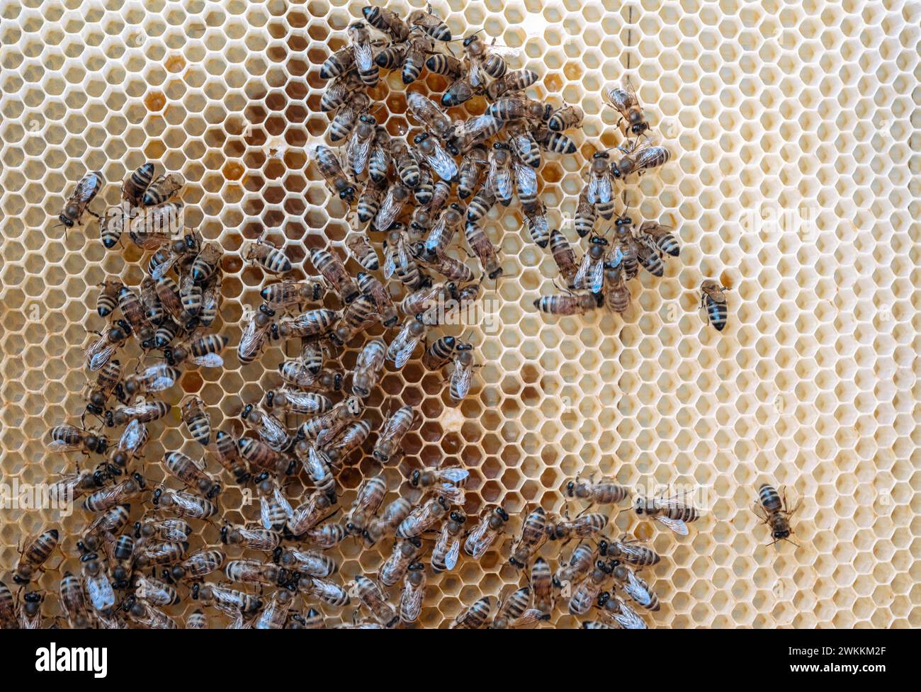 Die abstrakte Sechseckstruktur besteht aus Bienenwaben aus Bienenstock, gefüllt mit goldenem Honig, Gooey Honig aus Bienendorf, Honig ländlich von Bienen Bienenwaben bis Countr Stockfoto