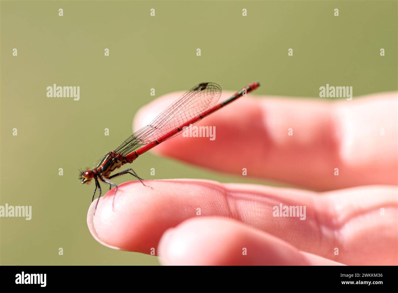 Libelle auf Kinderhand. Nahaufnahme eines Naturfotos der britischen Tierwelt. Das junge Mädchen entdeckt die Natur. Dieser rote Darter wurde in einem Worcestershire gard gefunden Stockfoto