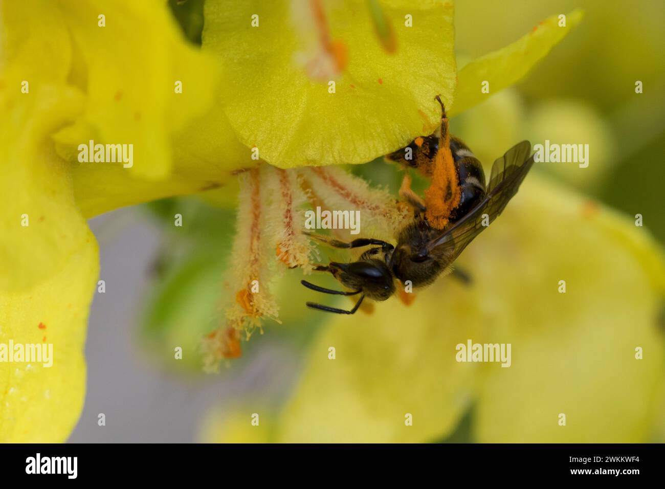 Schmalbiene, Furchenbiene, Furchen-Biene, schmal-Biene, Blütenbesuch an Königskerze, Pollenhöschen, Pollen, Bestäubung, Verbascum, Lasioglossum spec., Stockfoto