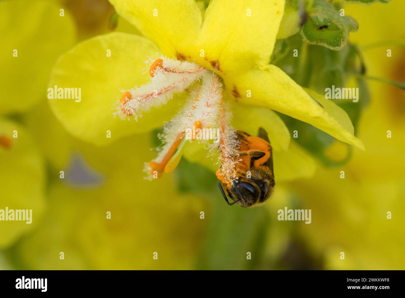 Schmalbiene, Furchenbiene, Furchen-Biene, schmal-Biene, Blütenbesuch an Königskerze, Pollenhöschen, Pollen, Bestäubung, Verbascum, Lasioglossum spec., Stockfoto