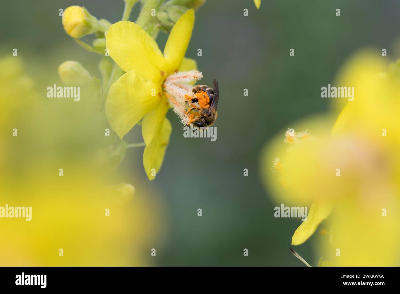 Schmalbiene, Furchenbiene, Furchen-Biene, schmal-Biene, Blütenbesuch an Königskerze, Pollenhöschen, Pollen, Bestäubung, Verbascum, Lasioglossum spec., Stockfoto