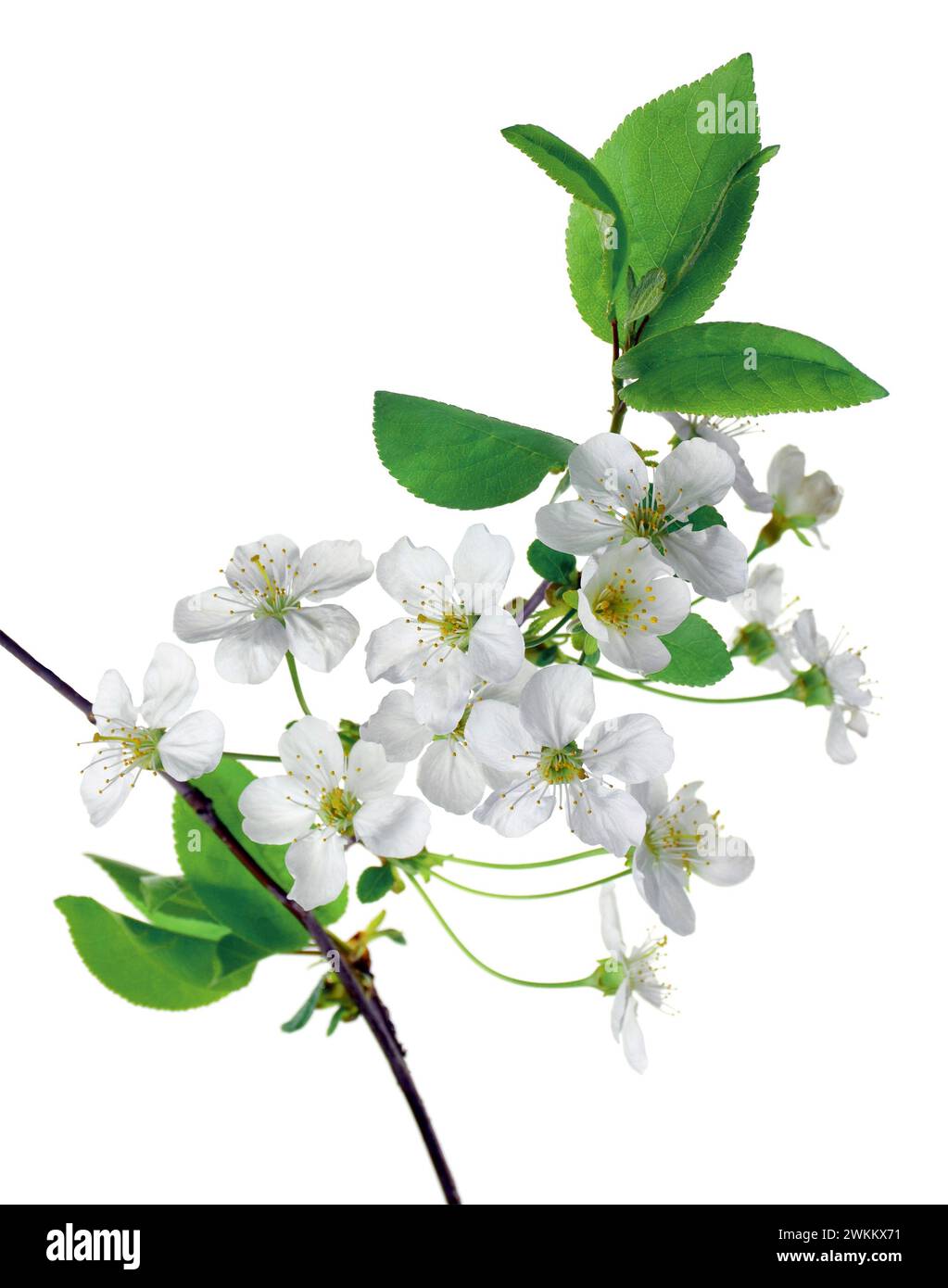 Ein Zweig Kirschblüten. Blühender Kirschbaum im Frühling. Schöne Frühlingsblumen in einem Obstgarten. Stockfoto