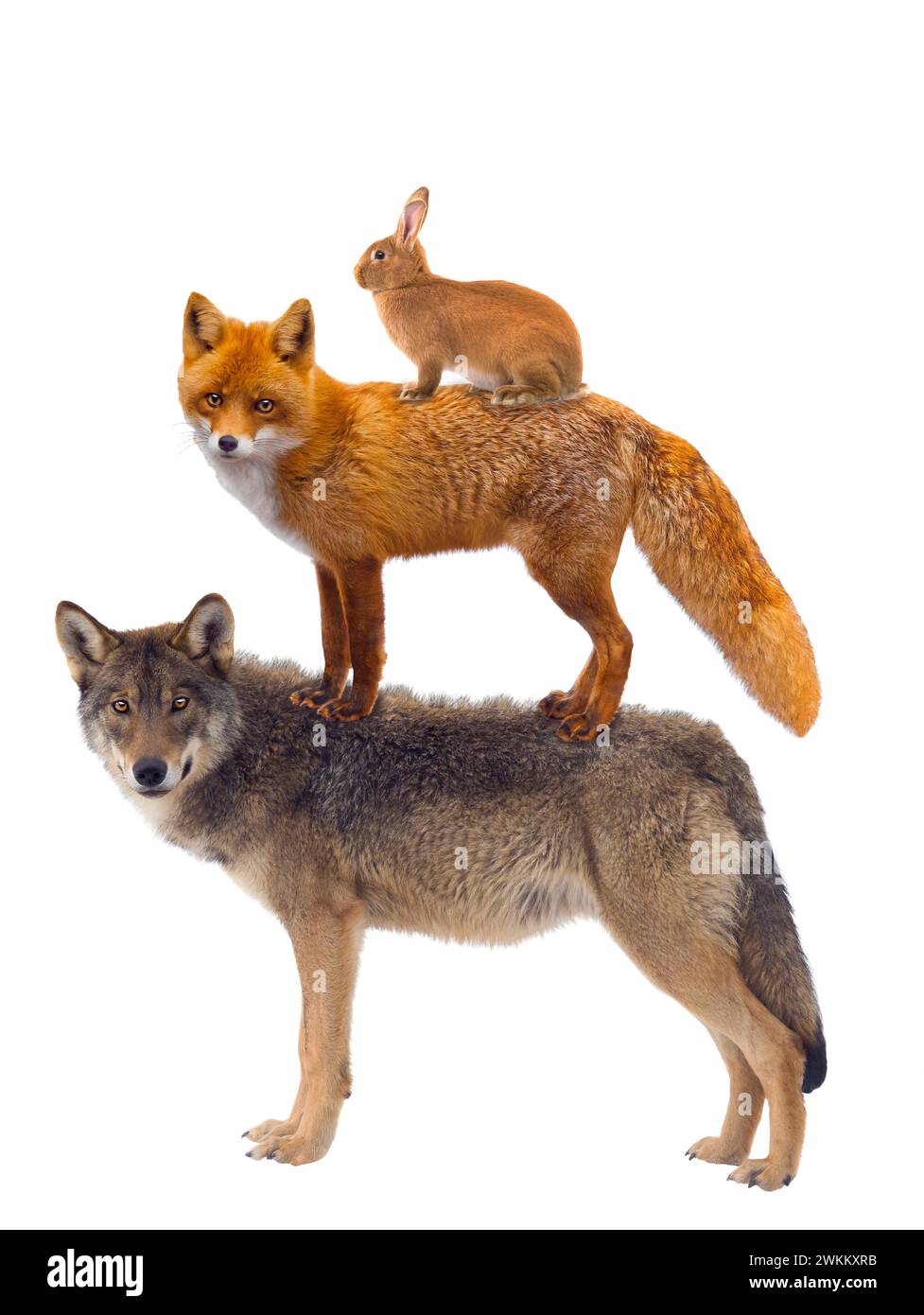 Wilde Tiere, Fuchs, Kaninchen und Wolf Ikonen isoliert auf weißem Hintergrund. Stockfoto