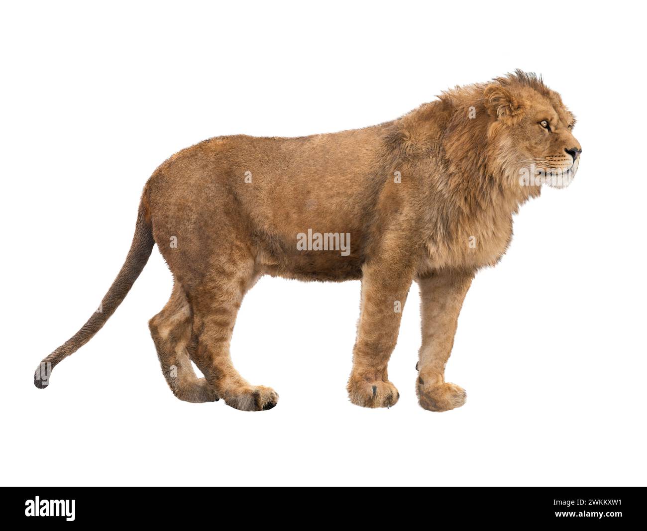 Löwe isoliert auf weißem Hintergrund. Stockfoto