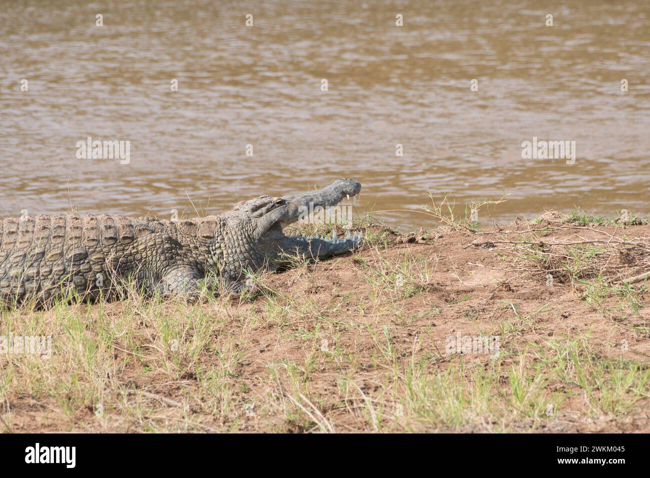 Nil-Krokodil (Crocodylus niloticus) am Ufer des Uaso Nyiro, Samburu Stockfoto