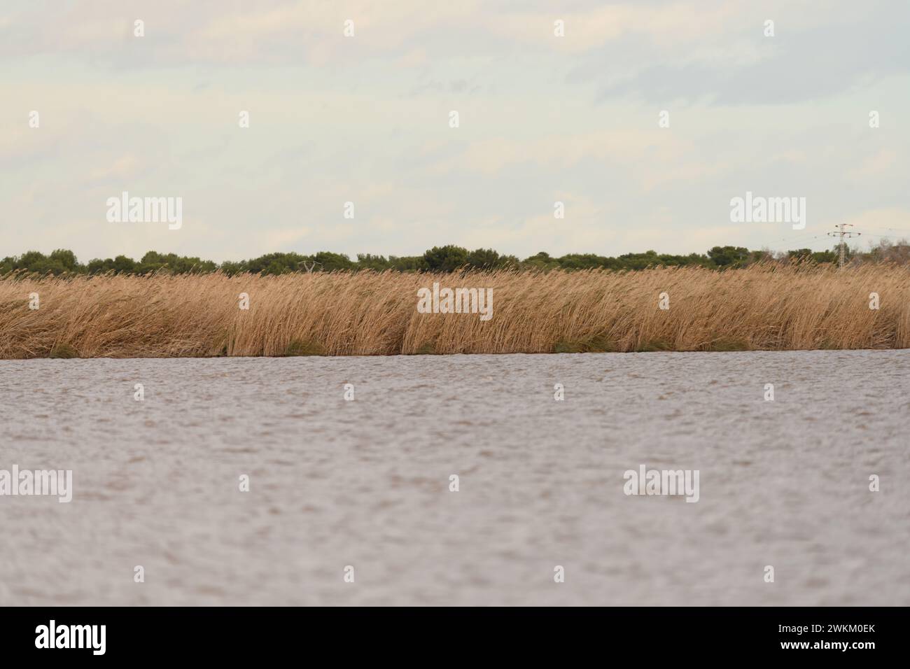 Goldene Schilfbetten, die sich im Wind entlang der Küste von Albufera, Valencia, unter einem sanft bewölkten Himmel bewegen Stockfoto