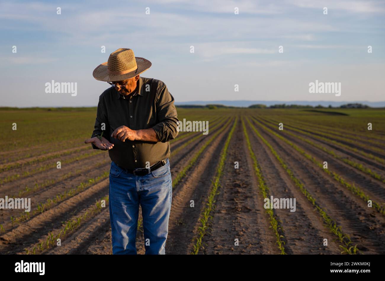 Ein leitender Landwirt, der auf einem Maisfeld steht und die Ernte bei Sonnenuntergang untersucht. Stockfoto