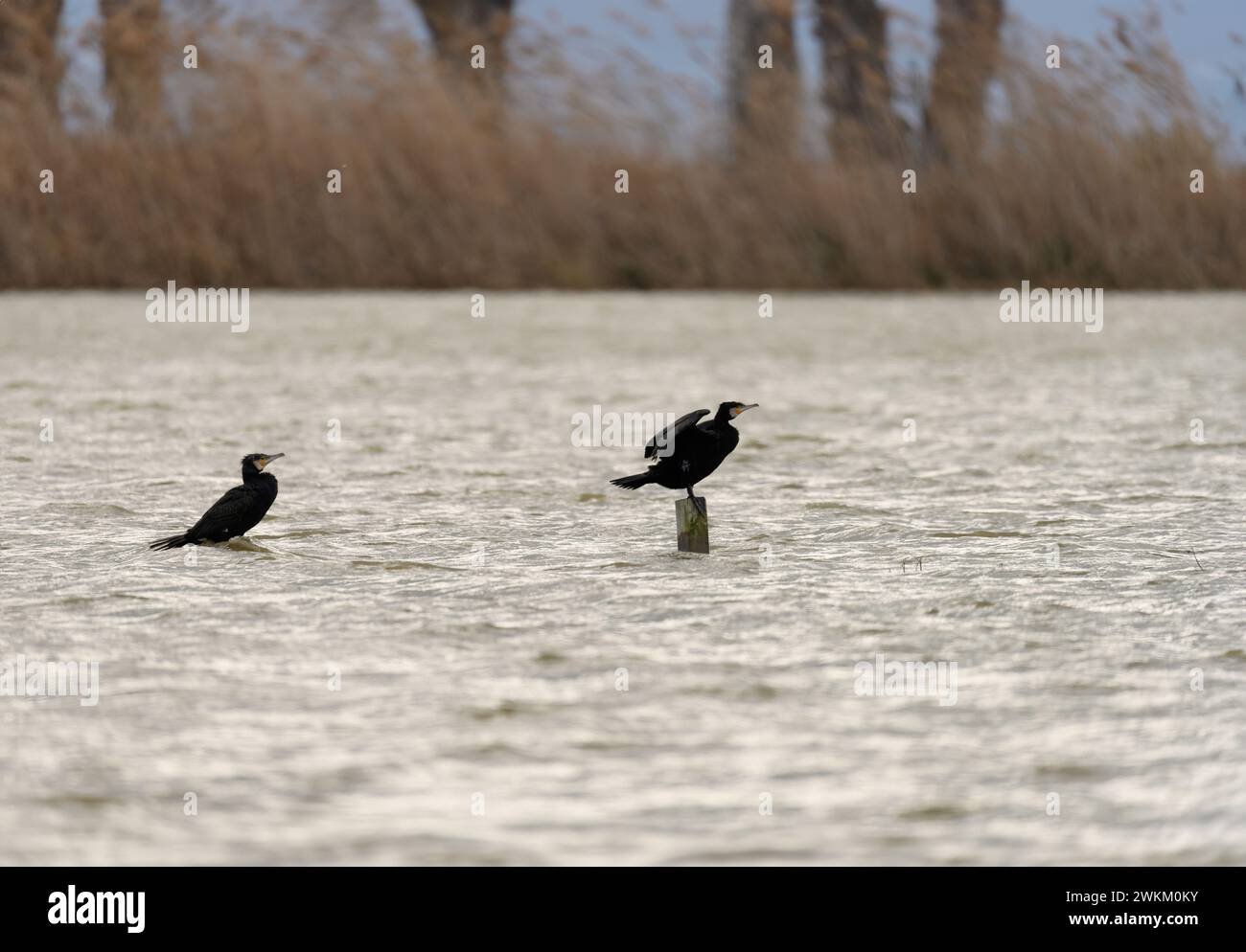 Ein einsamer Kormoran steht wachsam auf einem Holzstumpf, inmitten des abgehackten Wassers eines turbulenten Flusses Stockfoto
