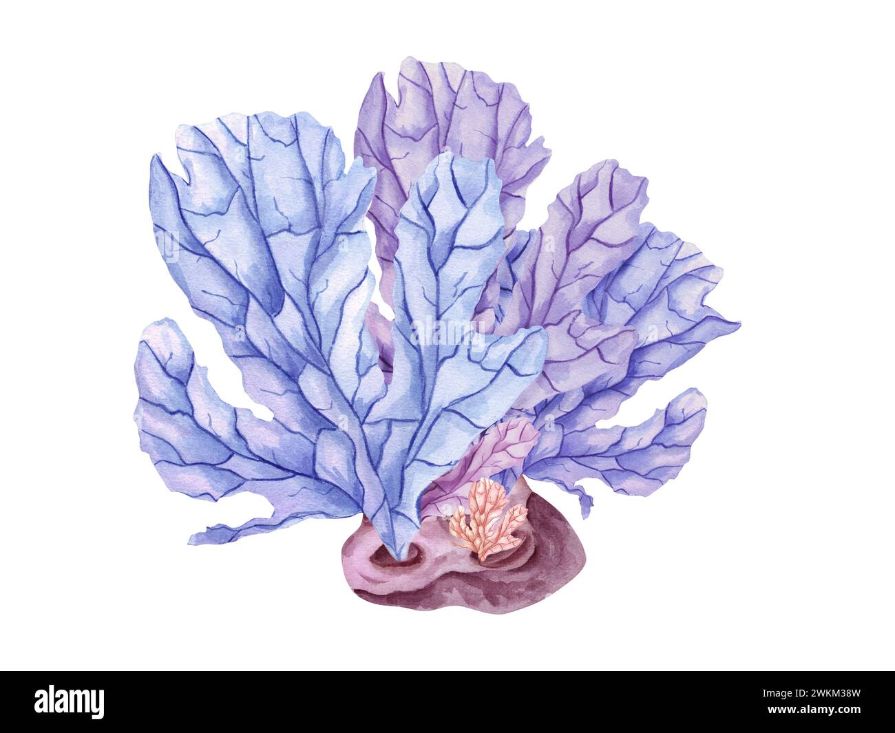 Farbige Polypen, die auf Meeresstein wachsen. Fantastische Unterwasserwelt. Fauna, Riff, Ozean. Korallen, Pflanzen. Aquarellabbildung. Entwerfen Sie ein Kartenbuch Stockfoto