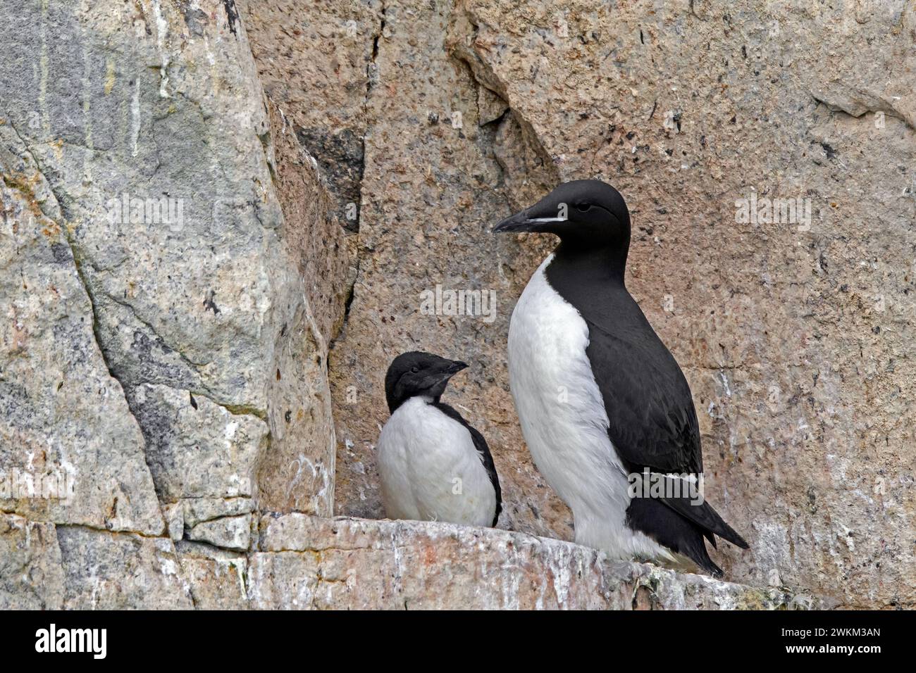 Dickschnabelmurre / Brünnichs guillemot (Uria lomvia) Elternteil mit Küken auf Felsenvorsprung in der Klippe, Alkefjellet, Hinlopenstraße, Svalbard/Spitzbergen Stockfoto