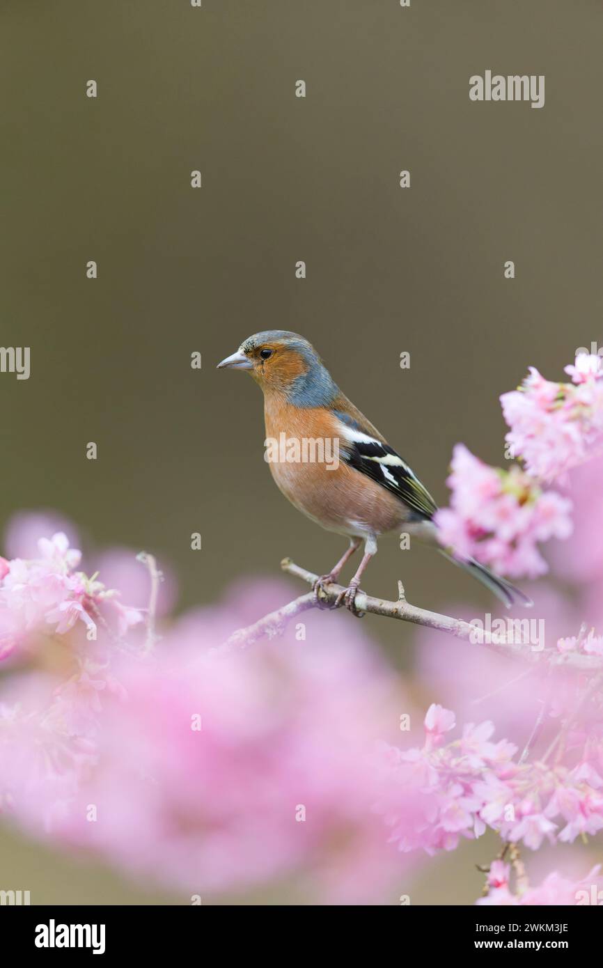 Fringilla Coelebs, männlicher Erwachsener auf einem Blütenzweig, Suffolk, England, Februar Stockfoto