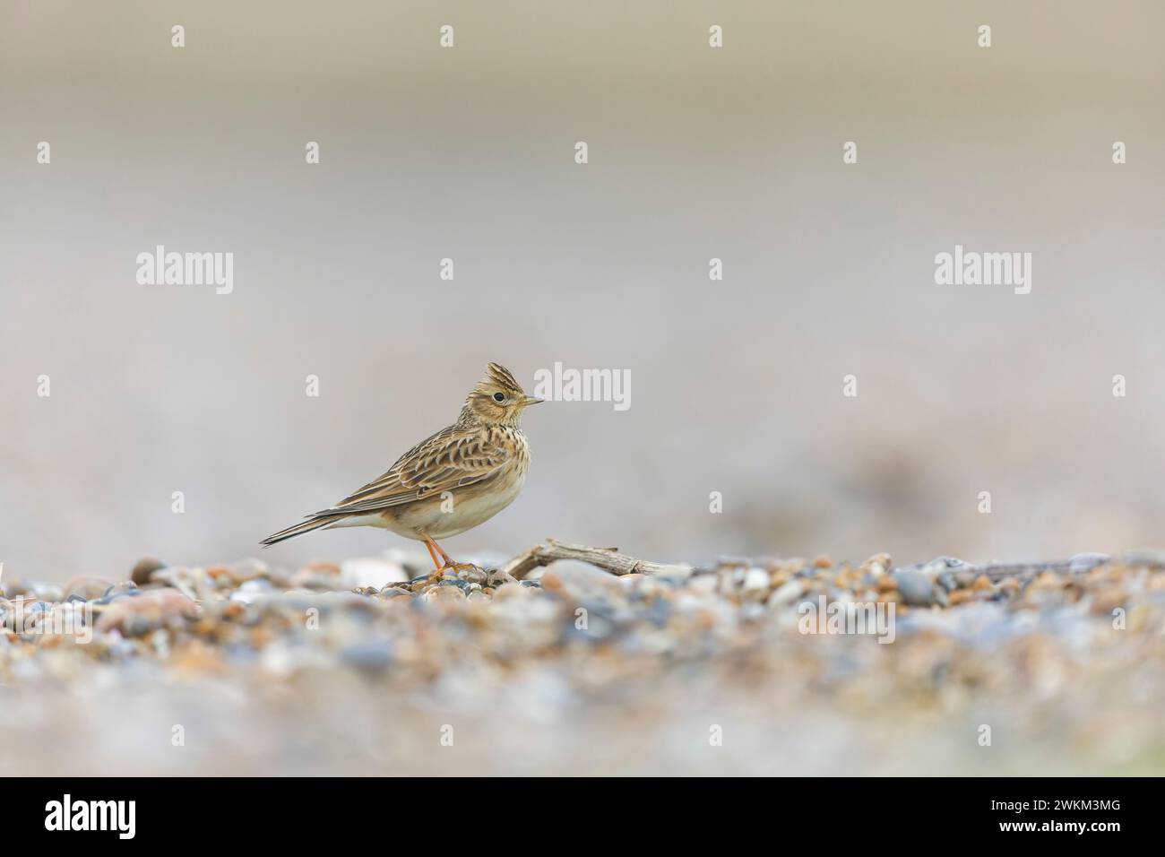 Skylark Alauda arvensis, Erwachsener stehend am Kieselstrand, Suffolk, England, Februar Stockfoto