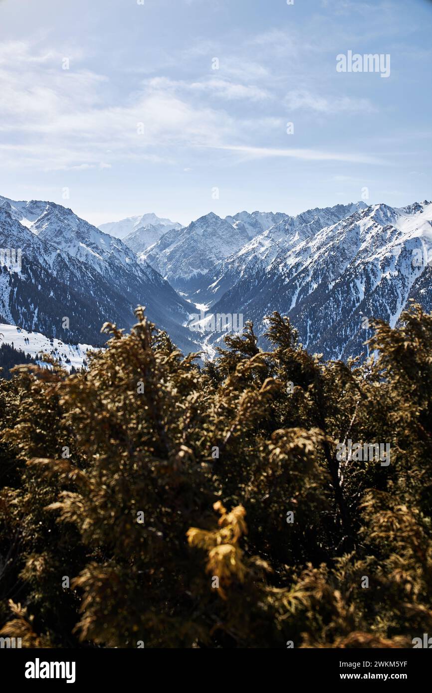Blick von der Spitze der Piste auf schneebedeckte hohe Berge. Karakol Skigebiet in Kirgisistan. Winterlandschaft, Bergkette, braune Büsche in der Stockfoto