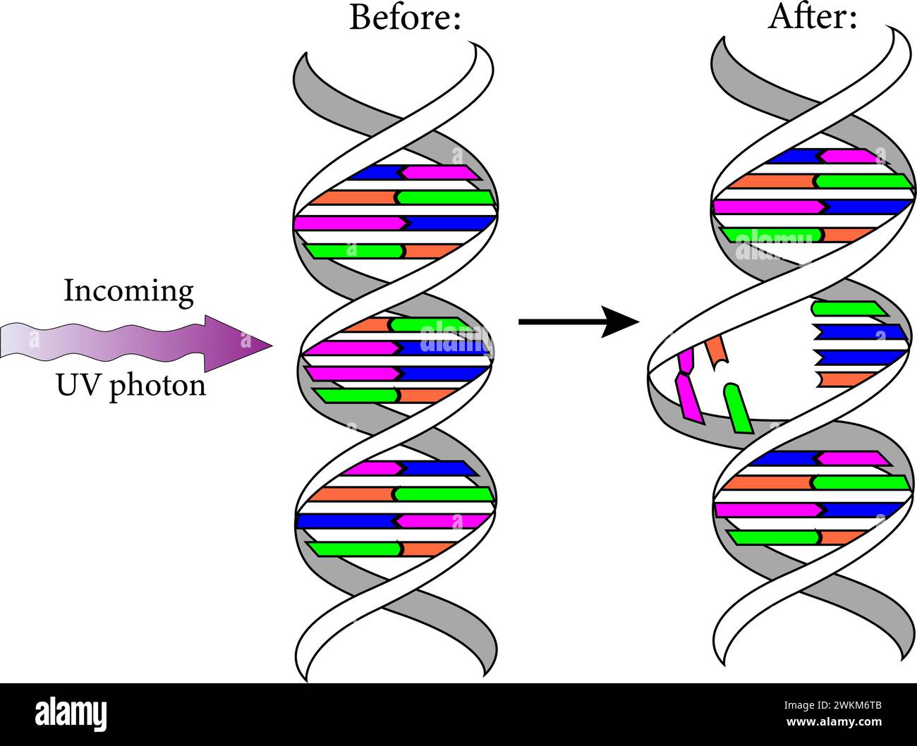 Diagramm, das die ultravioletten Photonen zeigt, schädigen die DNA-Moleküle lebender Organismen auf unterschiedliche Weise.Vektor-Illustration. Stock Vektor