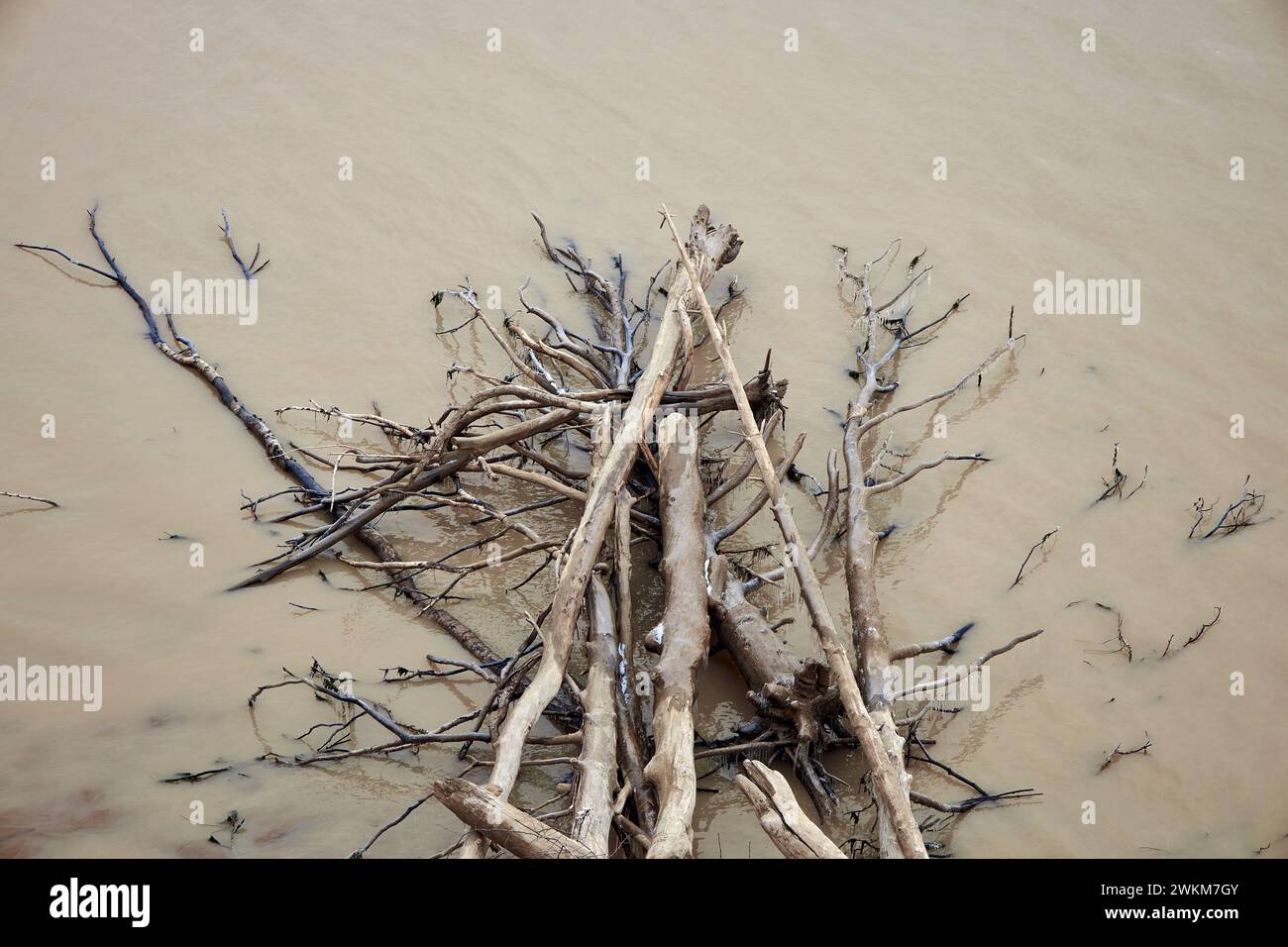 Gewaschenes Treibholz und umgestürzte Bäume liegen im Wasser auf dem Meer oder Meer. Natürlicher Hintergrund, Küste, schmutziges, matschiges braunes Wasser nach der Regenzeit. O Stockfoto