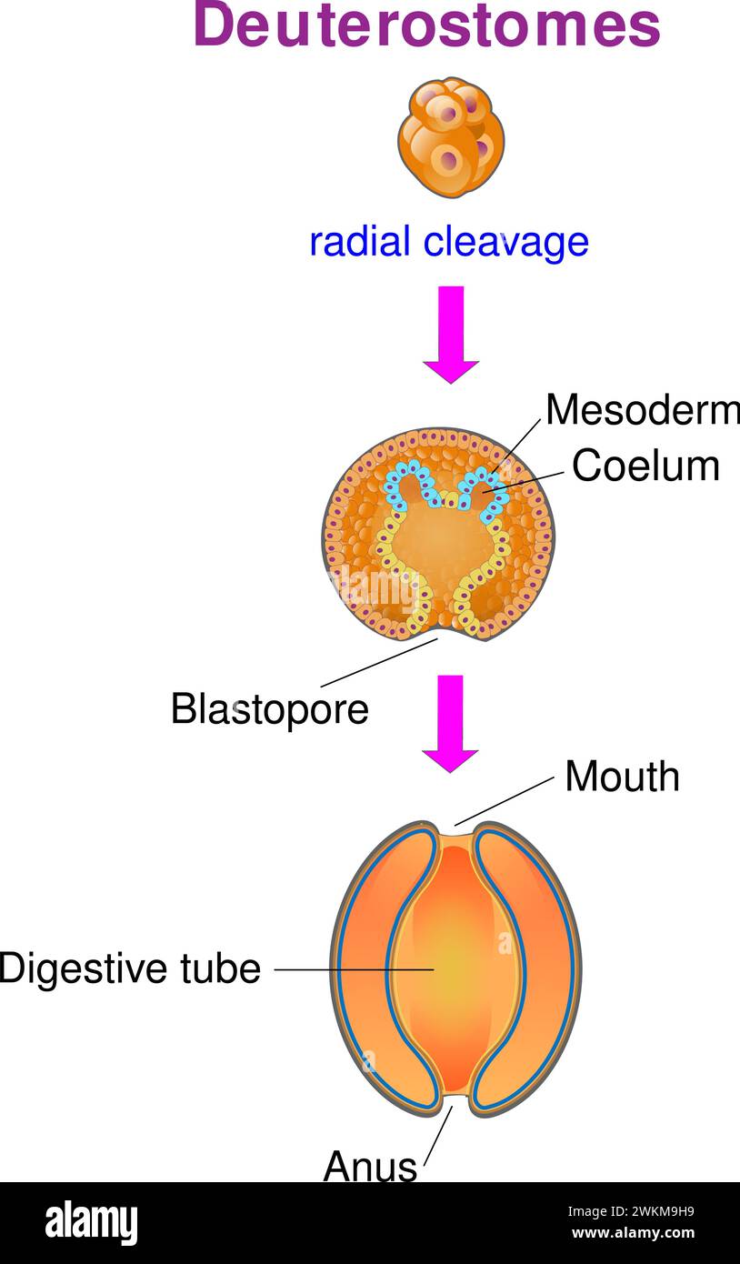 Dieses Diagramm zeigt die wichtigsten Coelomatypen: Die Deuterostome Stock Vektor