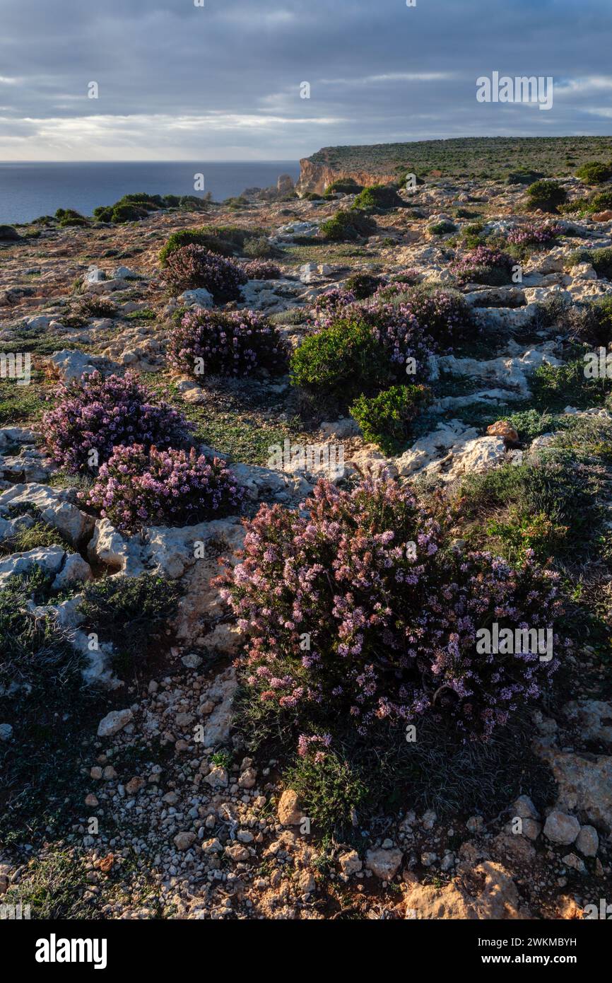 Heidekraut wächst auf der Kalksteingarrige im Il-Majjistral Nature and History Park in der Nähe von Golden Bay, Malta Stockfoto