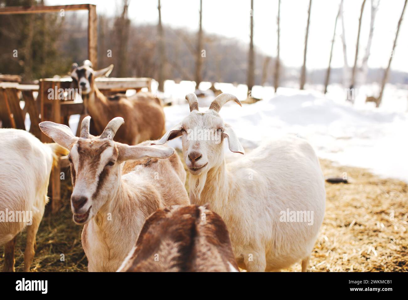 Eine Gruppe von Ziegen, die durch die verschneite Landschaft ziehen, alle mit gedrehtem Kopf Stockfoto