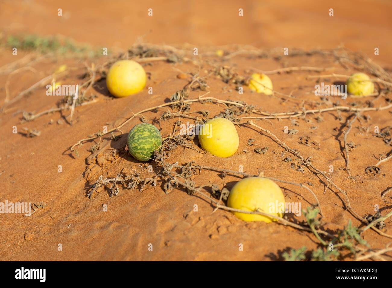 Citrullus colocynthis (Colocynth, Bittermelone) reife grüne und gelbe Früchte mit Stängeln, die auf einer Sanddüne in der Wüste der Vereinigten Arabischen Emirate wachsen. Stockfoto