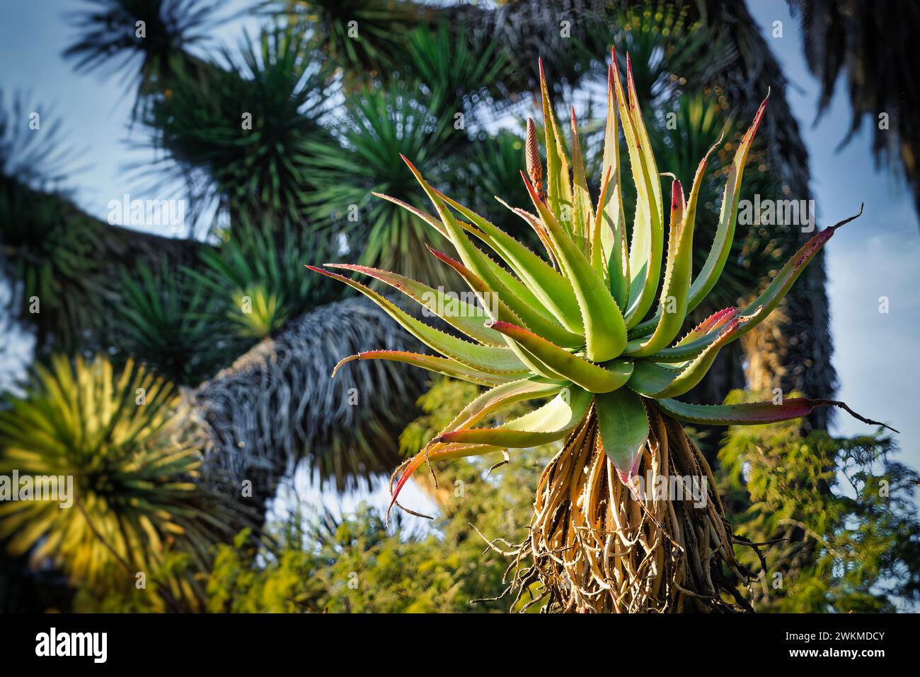 Eine große GartenAloe wächst im Sonnenlicht Stockfoto