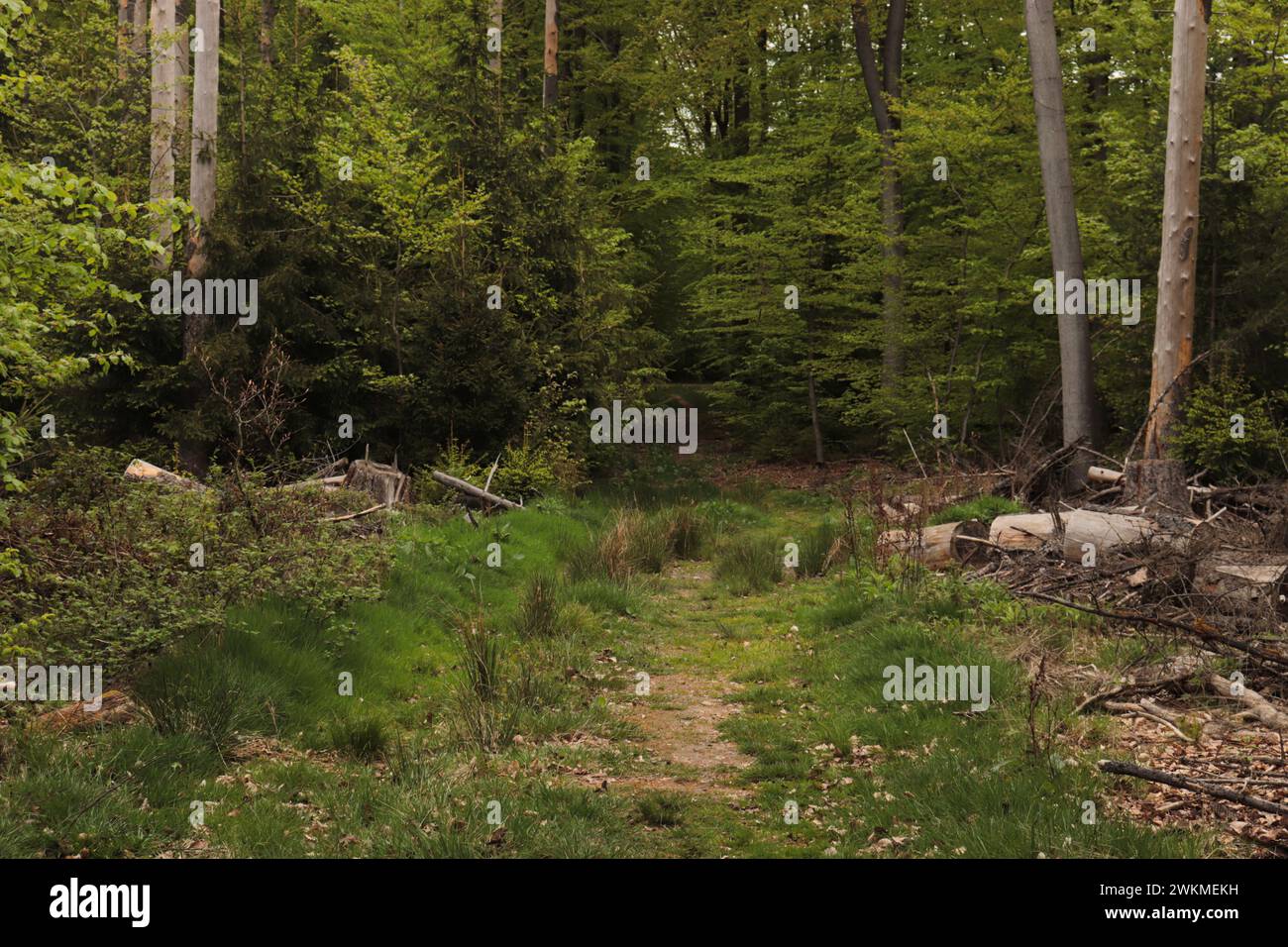 Wald im Taunus Stockfoto