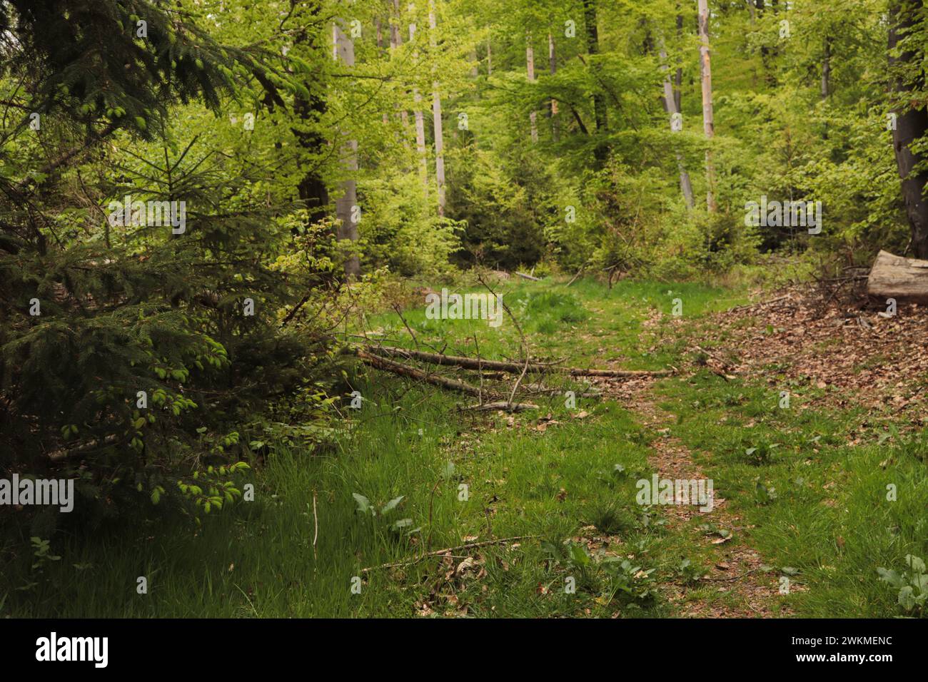 Wald im Taunus Stockfoto