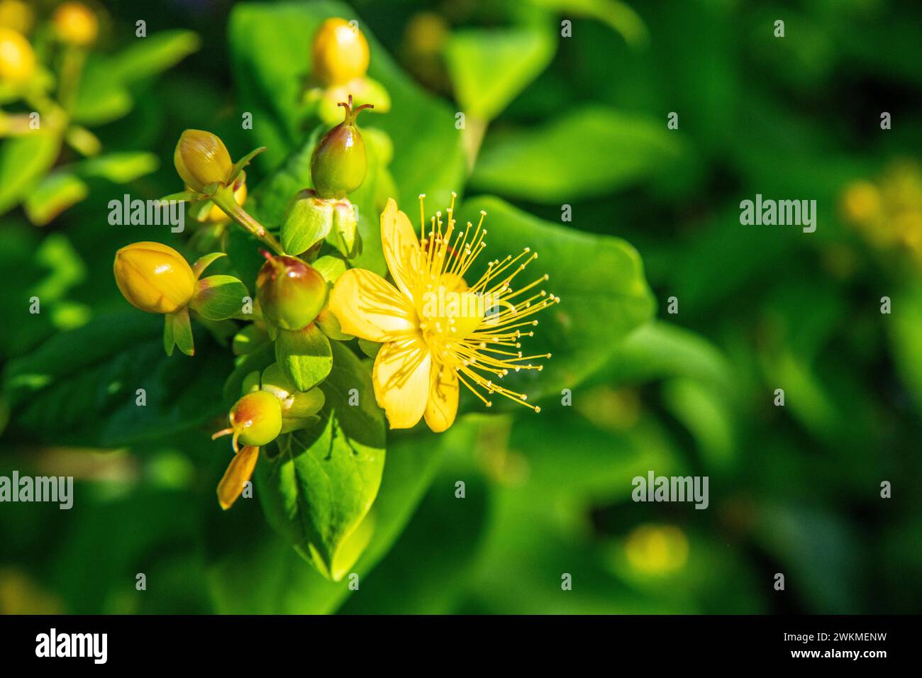 St. Johanniskraut im Sonnenschein mit geschlossenen Knospen und einer offenen Blume. Die Pflanze ist gelb und erkennt viele grüne Blätter in der Unschärfe Stockfoto