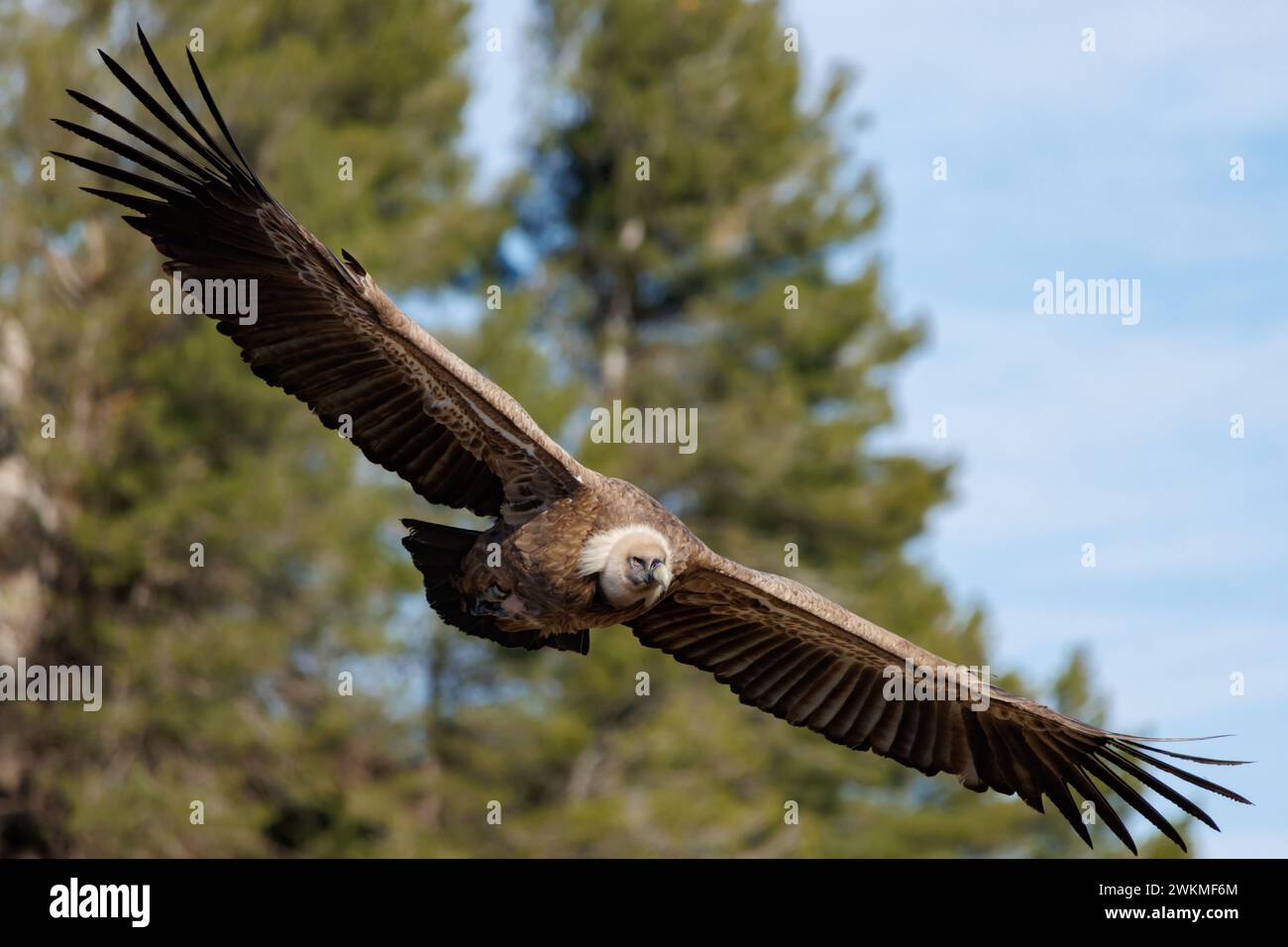 Geier gyps fulvus fliegt diagonal mit Kiefern im Hintergrund und blauem Himmel mit Wolken in Alcoy, Spanien Stockfoto