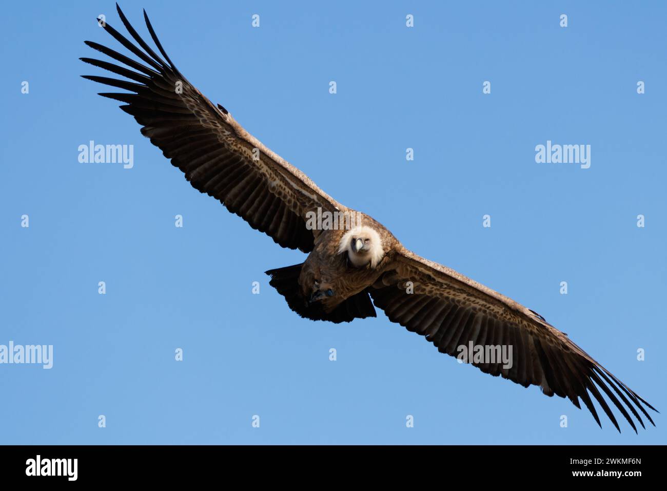 Geier gyps fulvus fliegt diagonal mit blauem Himmel Hintergrund in Alcoy, Spanien Stockfoto