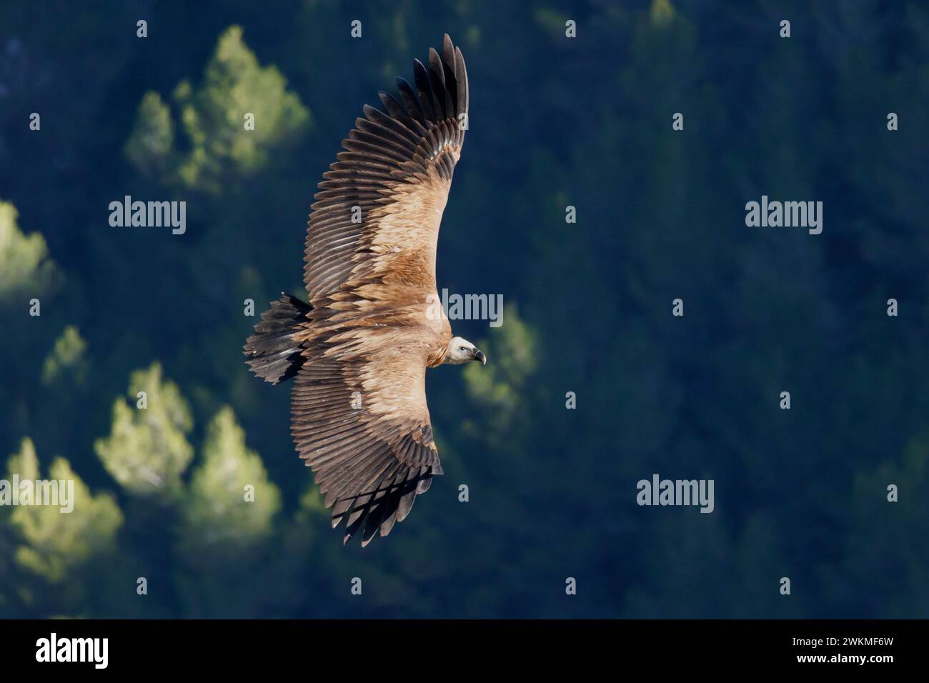 Geier gyps fulvus fliegen über Kiefernwald in Alcoy von oben gesehen, Spanien Stockfoto