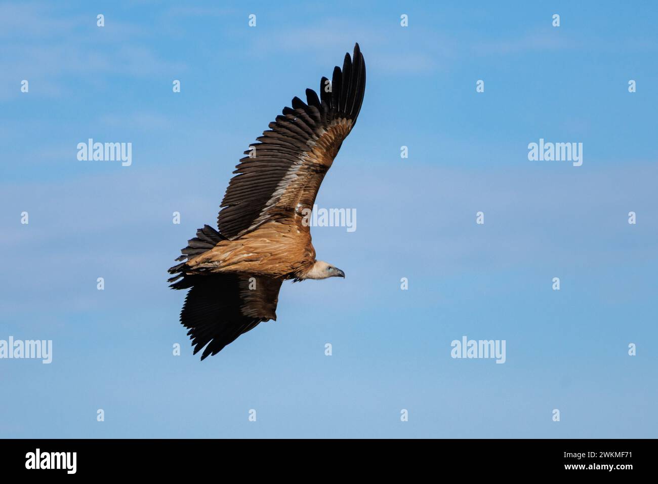 Geier gyps fulvus fliegen mit blauem Himmel und Wolken Hintergrund in Alcoy, Spanien Stockfoto