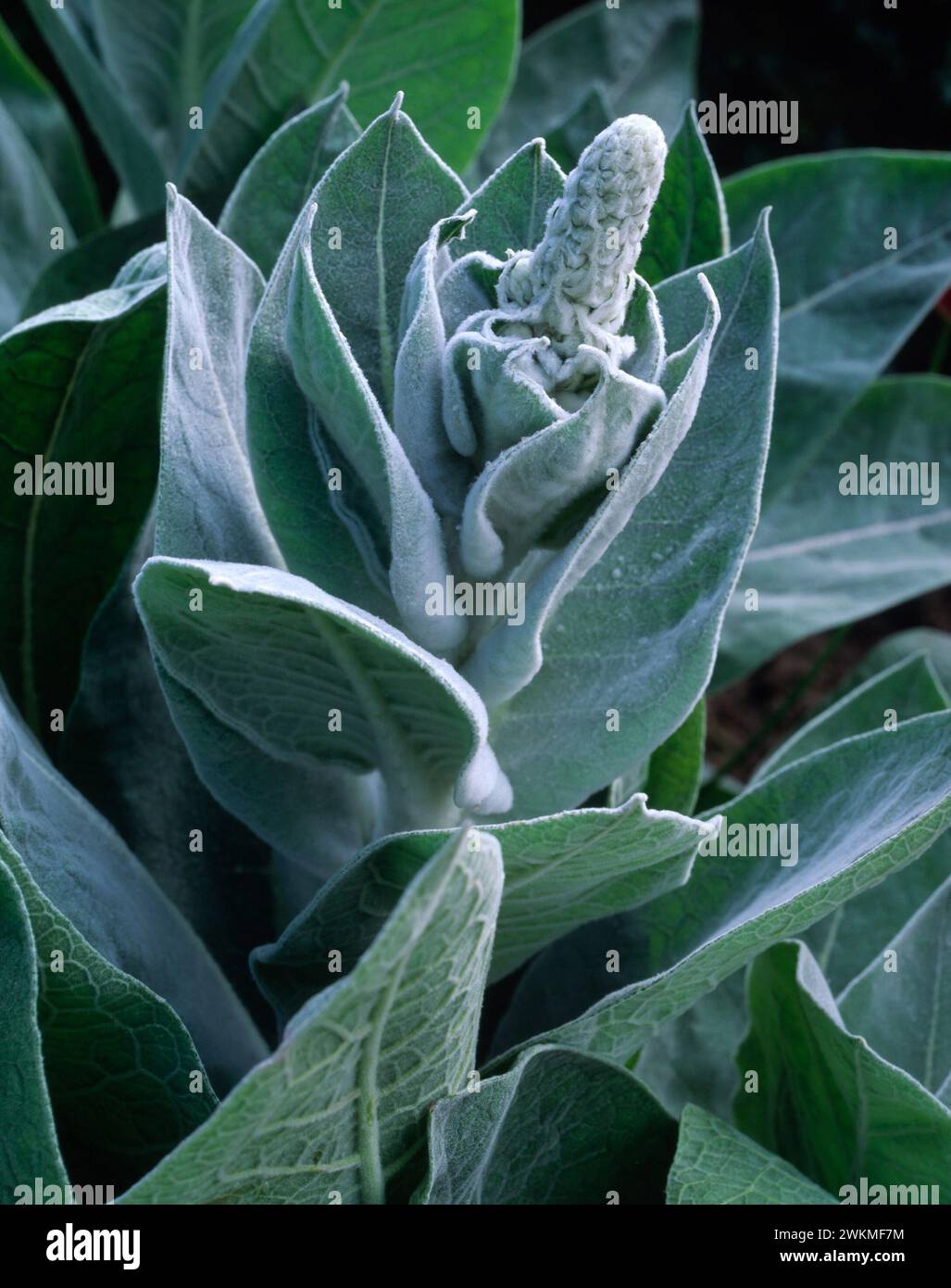 Großaufnahme der Pflanze Verbascum bombyciferum 'Arctic Summer' (Mullein 'Polarsommer'), die im englischen Garten im Mai, England, Vereinigtes Königreich, wächst Stockfoto