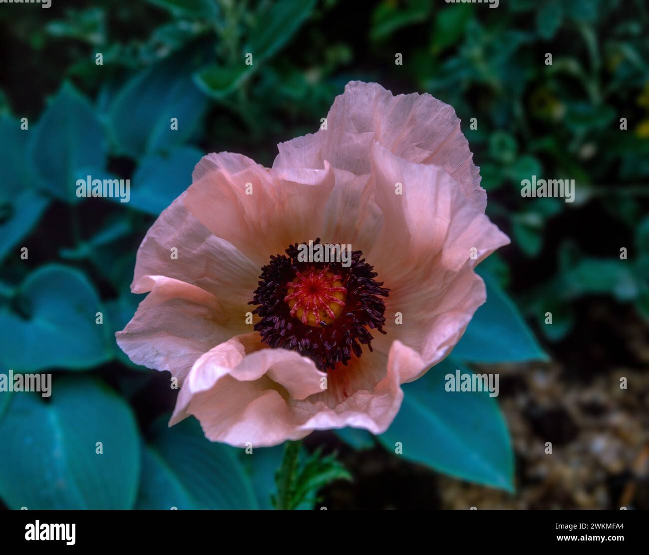 Großaufnahme einer einzelnen blassrosa Mohnblume Papaver rhoeas „Angels Choir“ von oben, die im englischen Garten in England, Großbritannien wächst Stockfoto