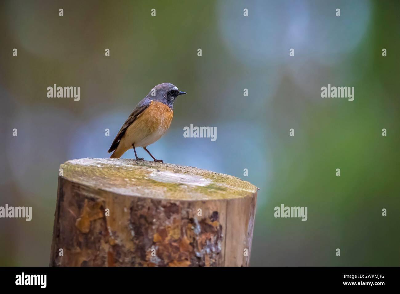 Nahaufnahme eines gewöhnlichen Rotstartvogels, Phoenicurus phoenicurus, der auf der Suche nach Insekten auf dem Boden hockte Stockfoto