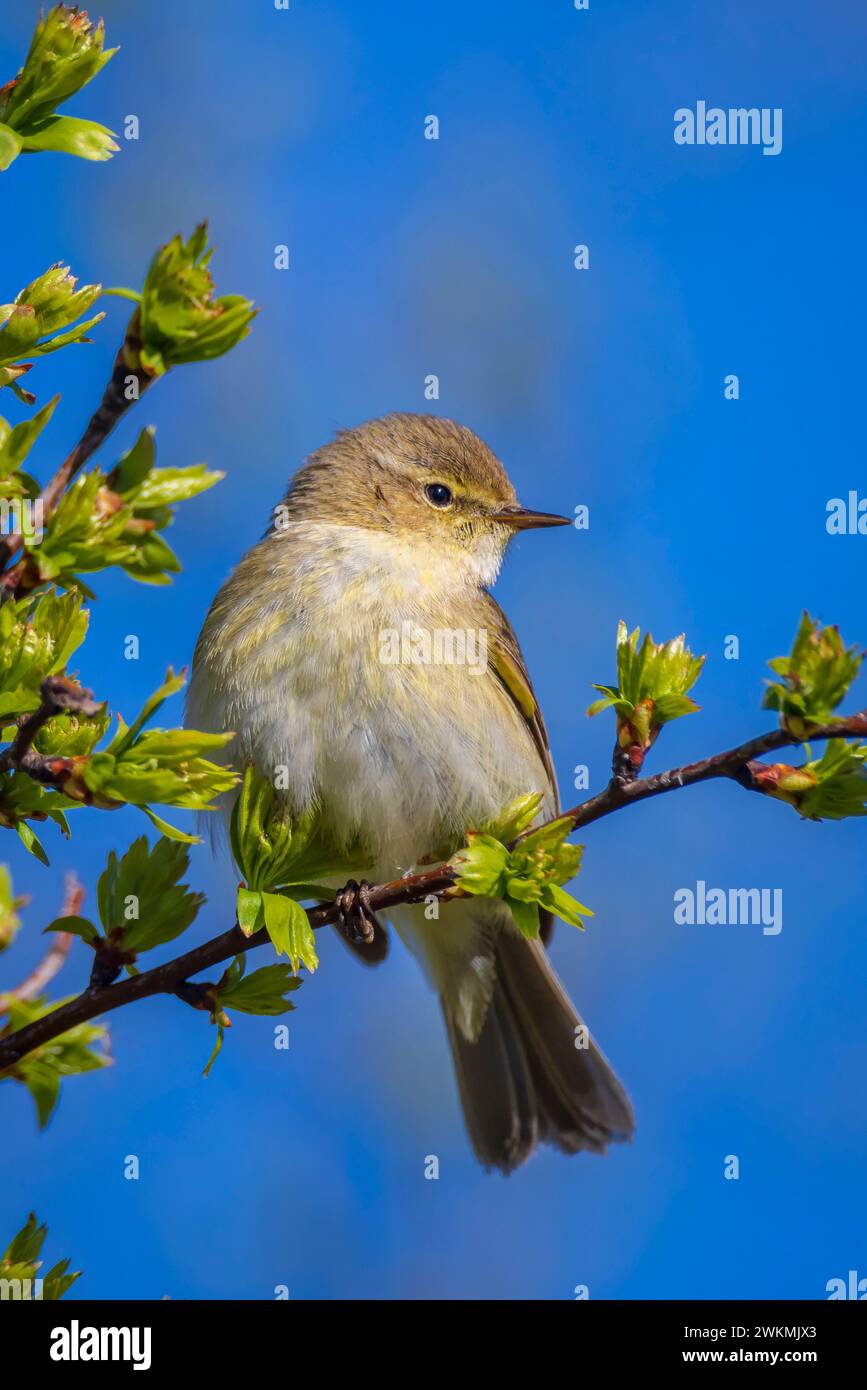 Nahaufnahme eines gewöhnlichen Chiffchaff-Vogels, Phylloscopus collybita, der an einem wunderschönen Frühlingstag auf einem grünen, lebhaften Hintergrund singt. Stockfoto