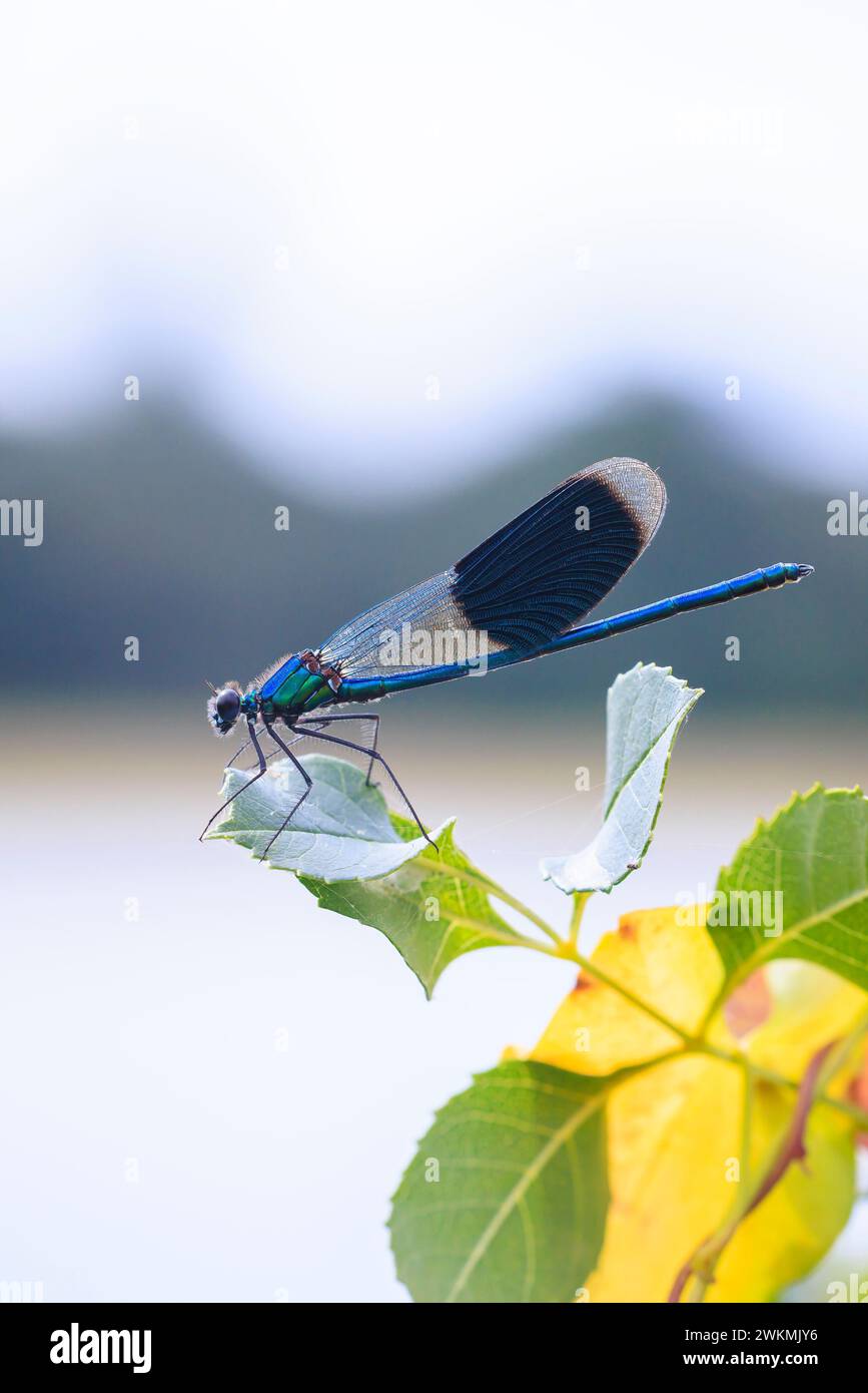 Die Nahaufnahme einer wunderschönen, mit Streifen besetzten Demiselle Calopteryx prägt die männliche Libelle oder die Damselfliege in Ruhe Stockfoto