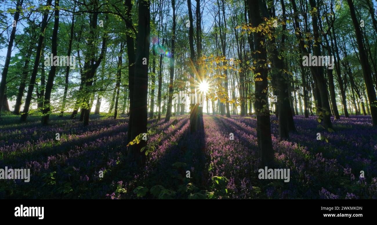 Blauglocken bei Sonnenaufgang Stockfoto