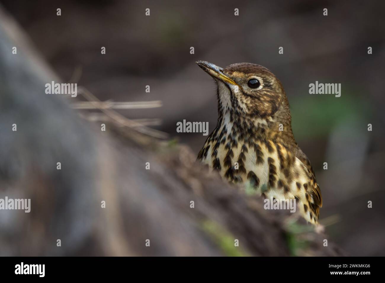 Song-Thrush (Turdus philomelos), auf der Suche in Perth, Schottland, Großbritannien. Stockfoto