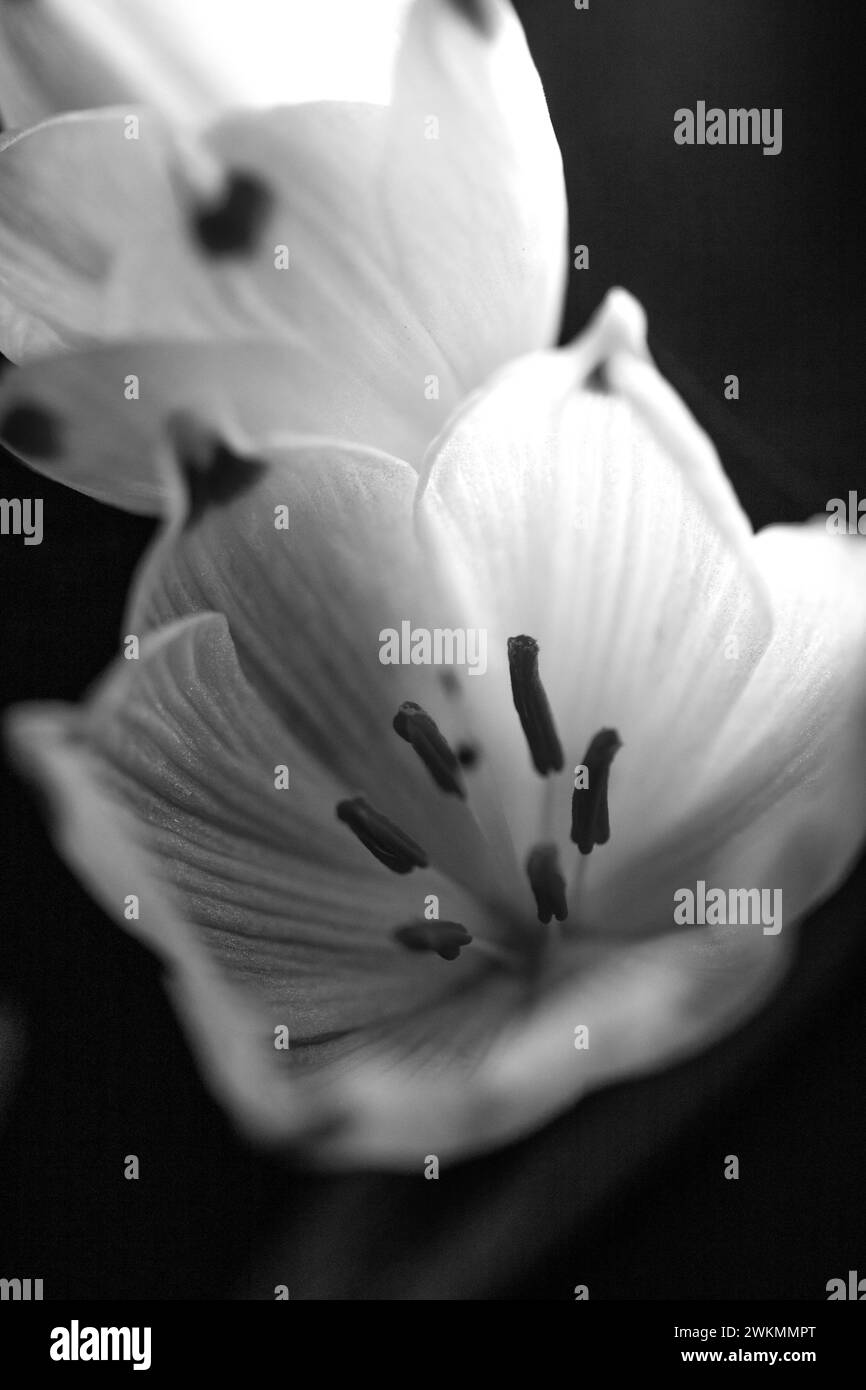 Eine Nahaufnahme der hübschen weißen Schneeglöckchen oder Schneeglöckchen Blume auf schwarzem Hintergrund Stockfoto